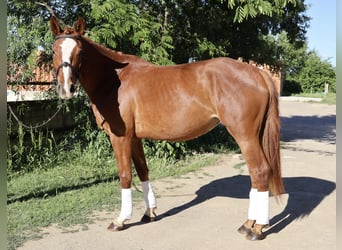 Hanovrien, Jument, 4 Ans, 163 cm, Alezan
