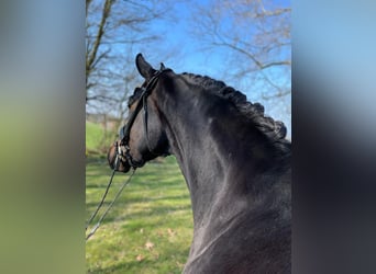 Hanovrien, Jument, 4 Ans, 163 cm, Bai brun