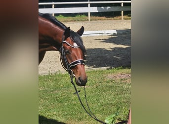 Hanovrien, Jument, 4 Ans, 163 cm, Bai brun