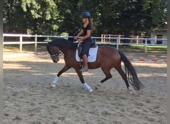 Hanovrien, Jument, 4 Ans, 163 cm, Bai brun