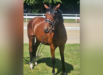 Hanovrien, Jument, 4 Ans, 163 cm, Bai brun
