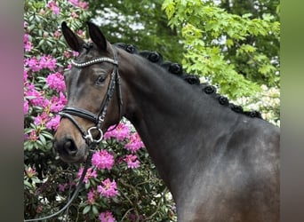 Hanovrien, Jument, 4 Ans, 163 cm, Bai brun foncé