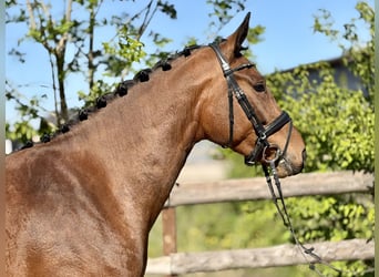 Hanovrien, Jument, 4 Ans, 163 cm, Bai