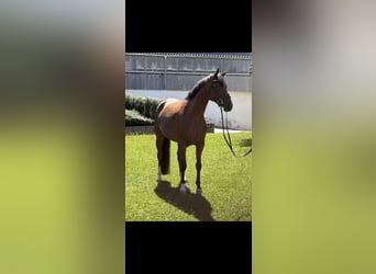 Hanovrien, Jument, 4 Ans, 163 cm, Bai