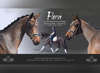 Hanovrien, Jument, 4 Ans, 163 cm, Bai