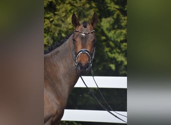 Hanovrien, Jument, 4 Ans, 163 cm, Bai