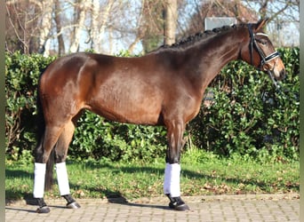 Hanovrien, Jument, 4 Ans, 163 cm, Bai