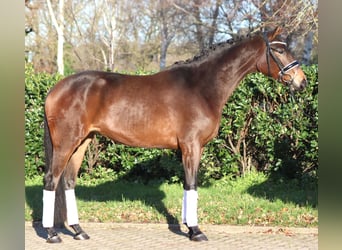Hanovrien, Jument, 4 Ans, 163 cm, Bai
