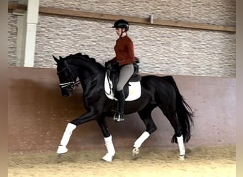 Hanovrien, Jument, 4 Ans, 163 cm, Noir