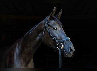 Hanovrien, Jument, 4 Ans, 163 cm, Noir