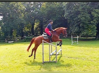 Hanovrien, Jument, 4 Ans, 164 cm, Alezan