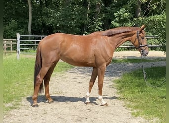 Hanovrien, Jument, 4 Ans, 164 cm, Alezan