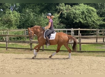 Hanovrien, Jument, 4 Ans, 164 cm, Alezan