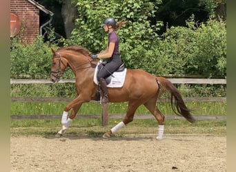 Hanovrien, Jument, 4 Ans, 164 cm, Alezan