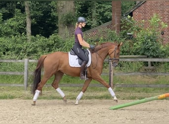 Hanovrien, Jument, 4 Ans, 164 cm, Alezan