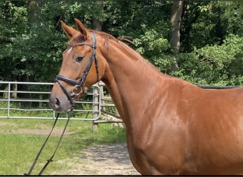 Hanovrien, Jument, 4 Ans, 164 cm, Alezan