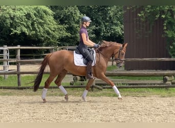 Hanovrien, Jument, 4 Ans, 164 cm, Alezan