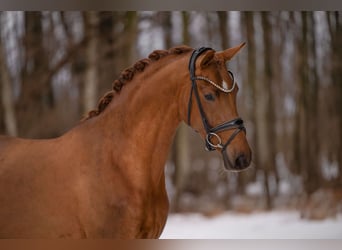 Hanovrien, Jument, 4 Ans, 164 cm, Alezan