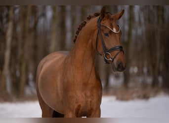 Hanovrien, Jument, 4 Ans, 164 cm, Alezan