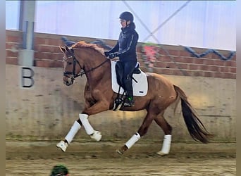 Hanovrien, Jument, 4 Ans, 164 cm, Alezan