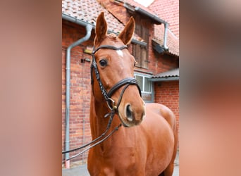 Hanovrien, Jument, 4 Ans, 164 cm, Alezan