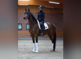 Hanovrien, Jument, 4 Ans, 164 cm, Bai brun