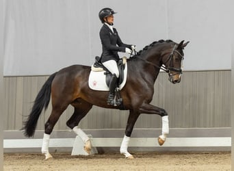 Hanovrien, Jument, 4 Ans, 164 cm, Bai brun