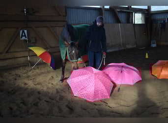 Hanovrien, Jument, 4 Ans, 164 cm, Bai