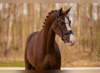 Hanovrien, Jument, 4 Ans, 165 cm, Alezan brûlé