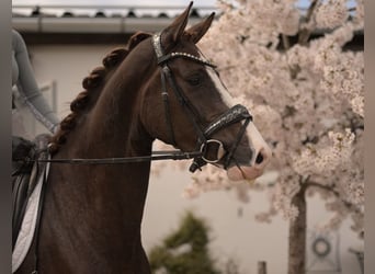 Hanovrien, Jument, 4 Ans, 165 cm, Alezan brûlé