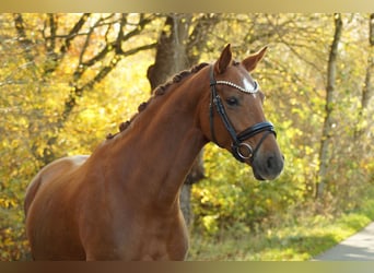 Hanovrien, Jument, 4 Ans, 165 cm, Alezan