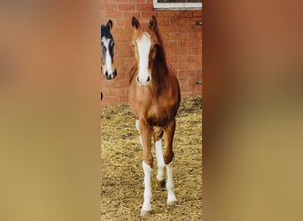 Hanovrien, Jument, 4 Ans, 165 cm, Alezan