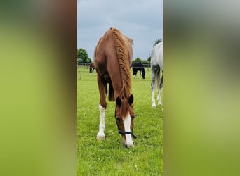 Hanovrien, Jument, 4 Ans, 165 cm, Alezan