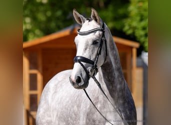 Hanovrien, Jument, 4 Ans, 165 cm, Alezan