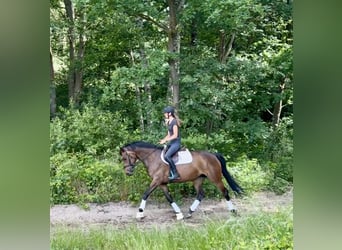 Hanovrien, Jument, 4 Ans, 165 cm, Bai brun