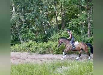 Hanovrien, Jument, 4 Ans, 165 cm, Bai brun