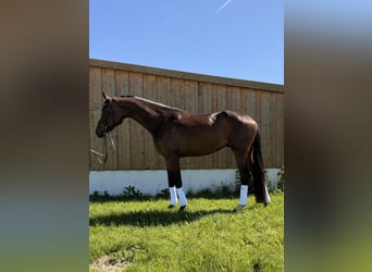 Hanovrien, Jument, 4 Ans, 165 cm, Bai brun