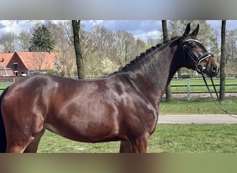 Hanovrien, Jument, 4 Ans, 165 cm, Bai brun