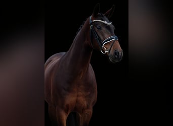 Hanovrien, Jument, 4 Ans, 165 cm, Bai brun