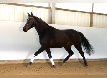Hanovrien, Jument, 4 Ans, 165 cm, Bai brun