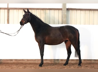 Hanovrien, Jument, 4 Ans, 165 cm, Bai brun