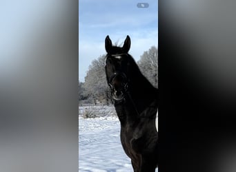 Hanovrien, Jument, 4 Ans, 165 cm, Bai brun foncé