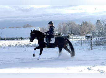 Hanovrien, Jument, 4 Ans, 165 cm, Bai brun foncé