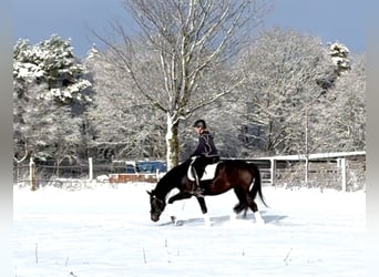 Hanovrien, Jument, 4 Ans, 165 cm, Bai brun foncé