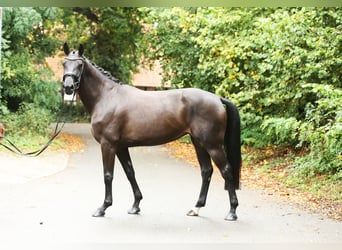 Hanovrien, Jument, 4 Ans, 165 cm, Bai brun foncé