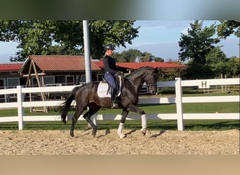 Hanovrien, Jument, 4 Ans, 165 cm, Bai brun foncé