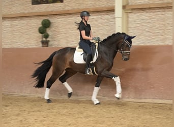 Hanovrien, Jument, 4 Ans, 165 cm, Bai