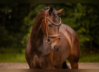 Hanovrien, Jument, 4 Ans, 165 cm, Bai