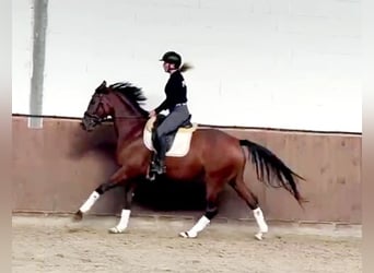 Hanovrien, Jument, 4 Ans, 165 cm, Bai