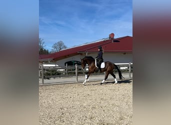 Hanovrien, Jument, 4 Ans, 165 cm, Bai